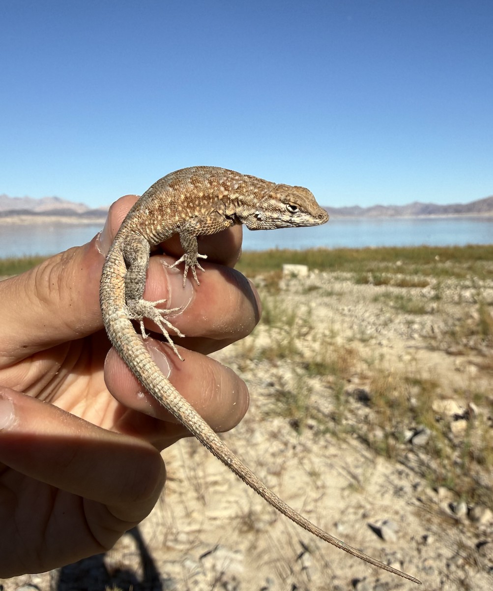 Common Side-blotched Lizard - ML646851492