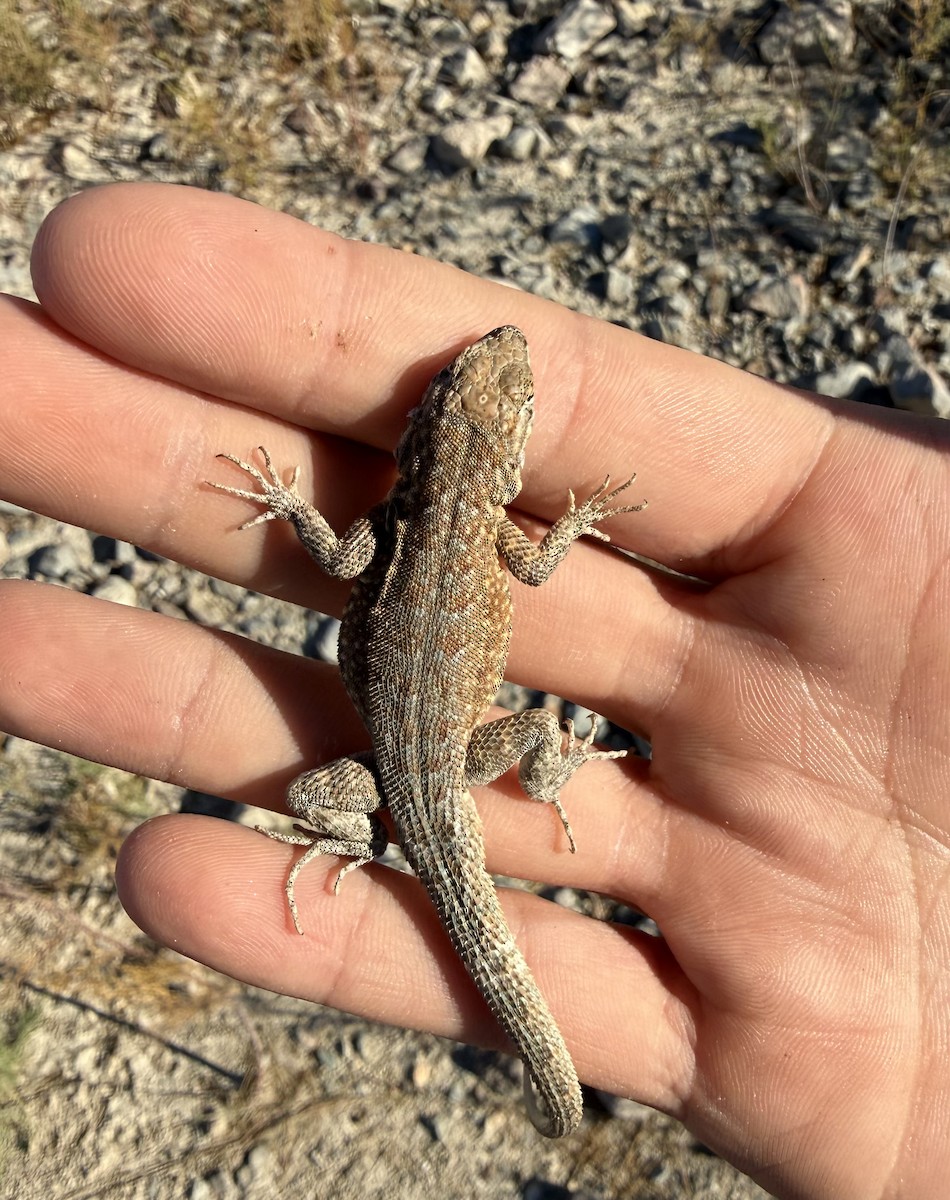 Common Side-blotched Lizard - ML646851493