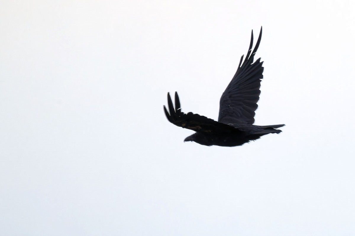 Ворон - ML646851494