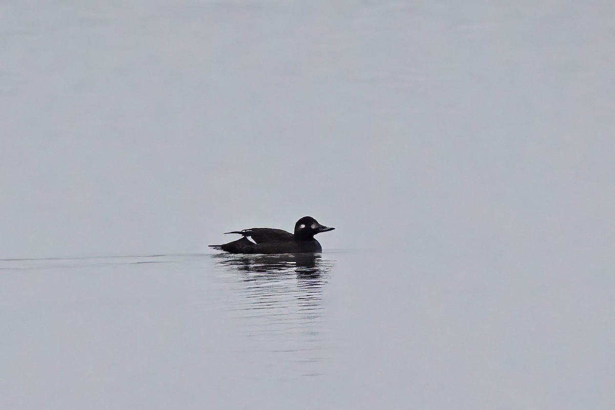 Velvet Scoter - ML646851496