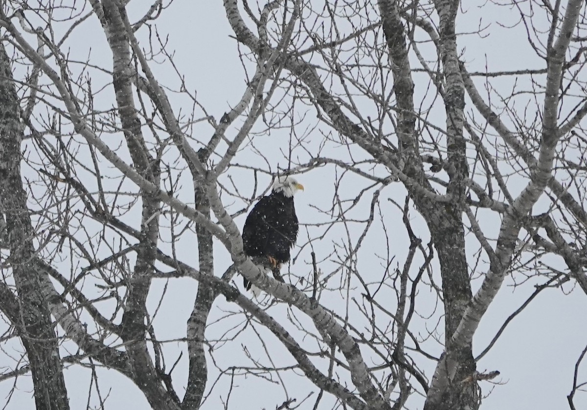 Itsas arrano buruzuria - ML646851502