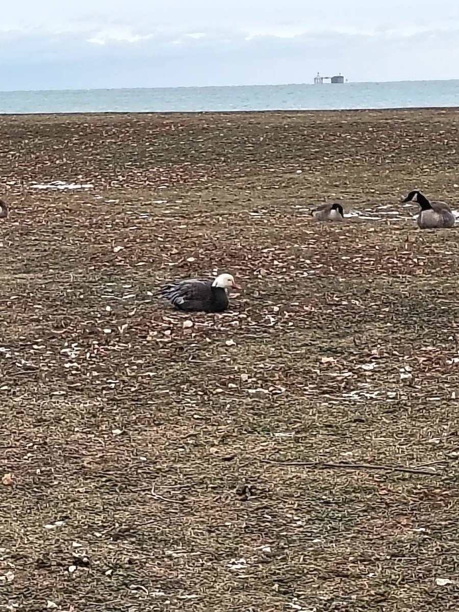 Snow Goose - ML646851503