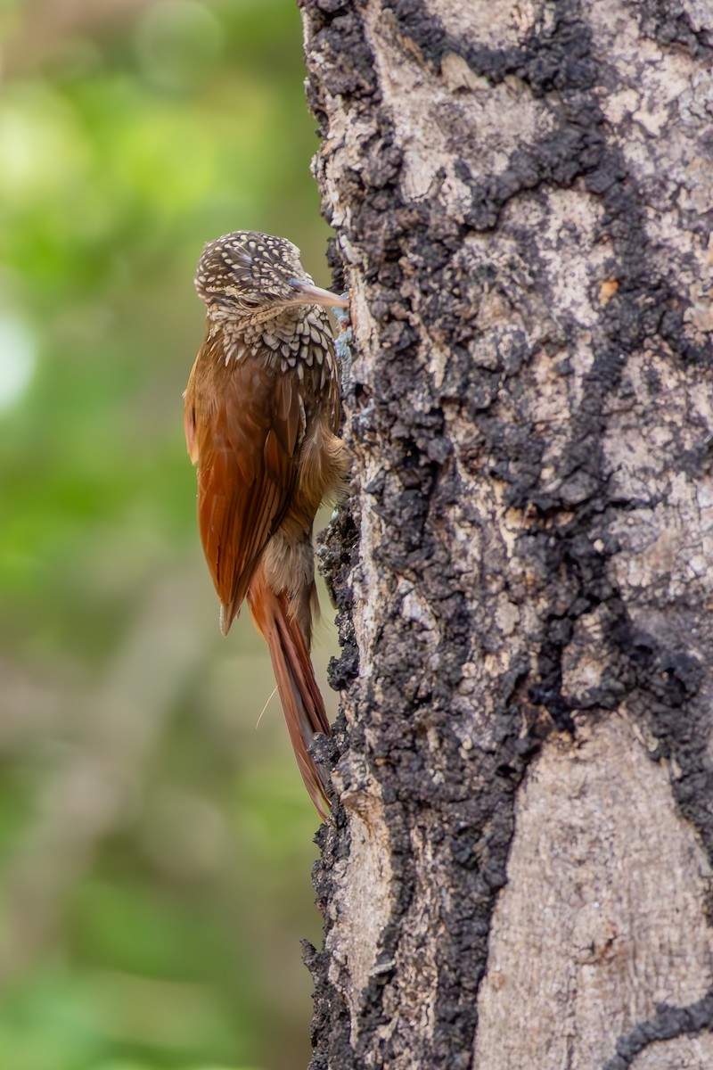 Straight-billed Woodcreeper - ML646851505