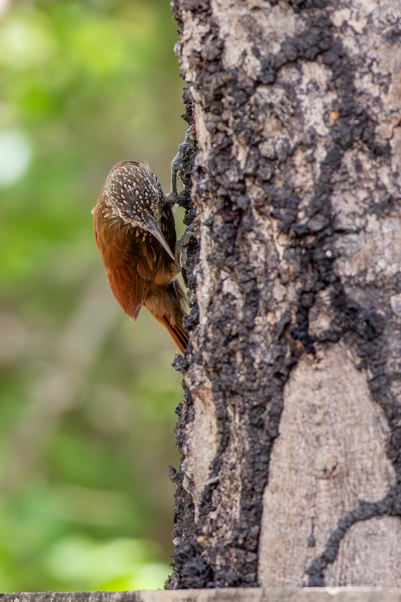Straight-billed Woodcreeper - ML646851506