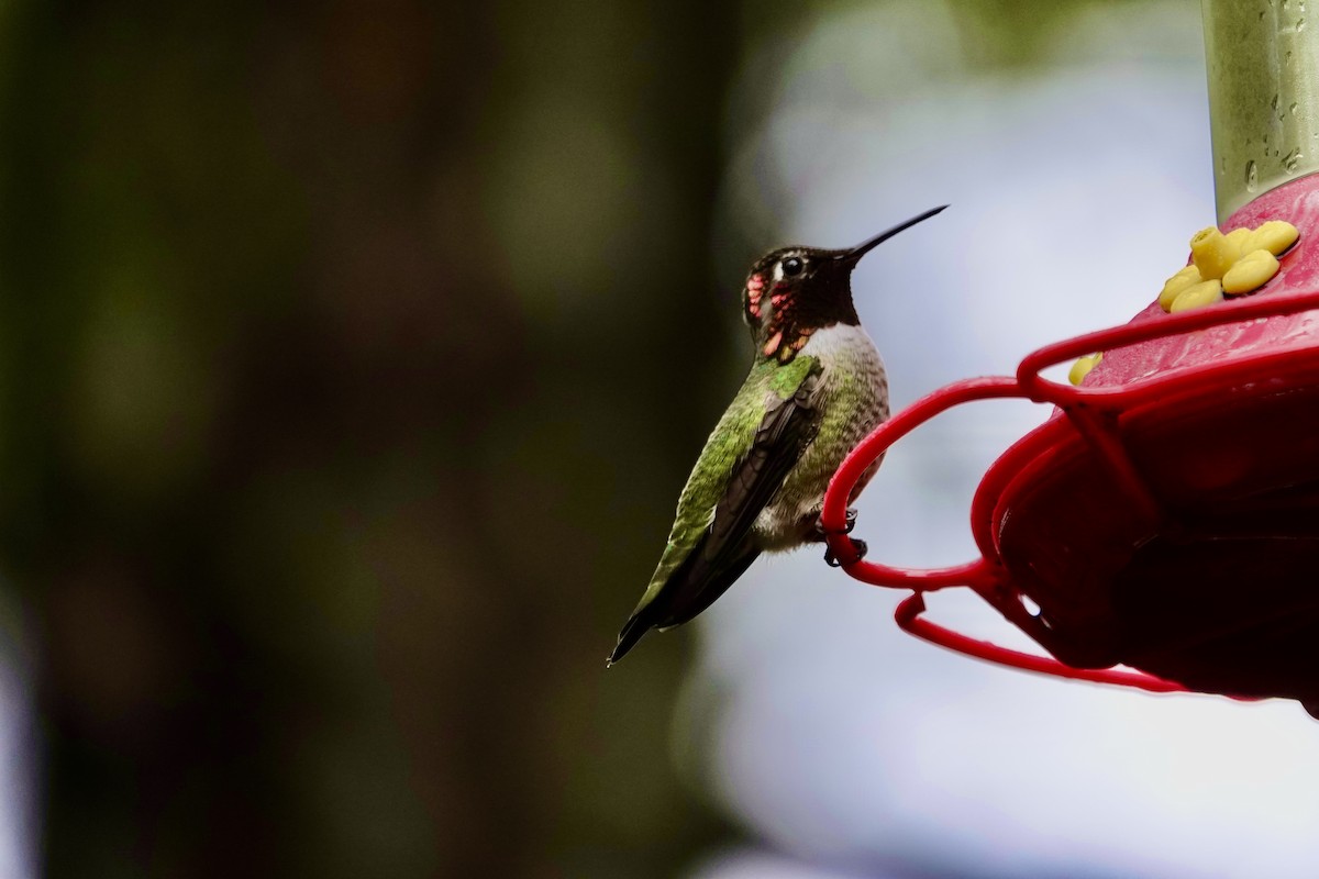 Anna's Hummingbird - ML646851507