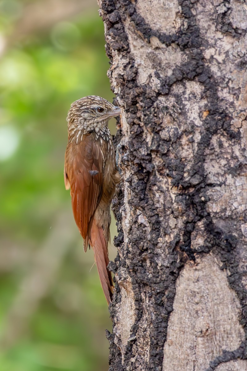 Straight-billed Woodcreeper - ML646851508