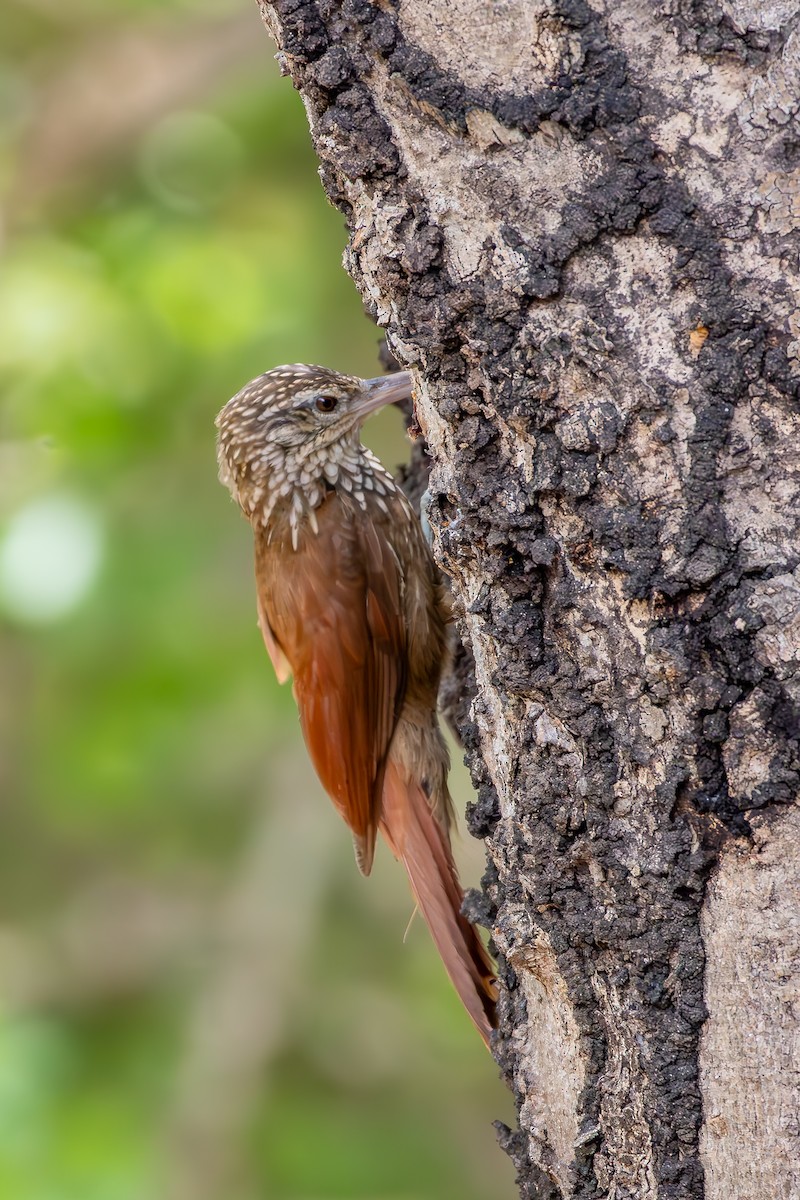 Straight-billed Woodcreeper - ML646851509