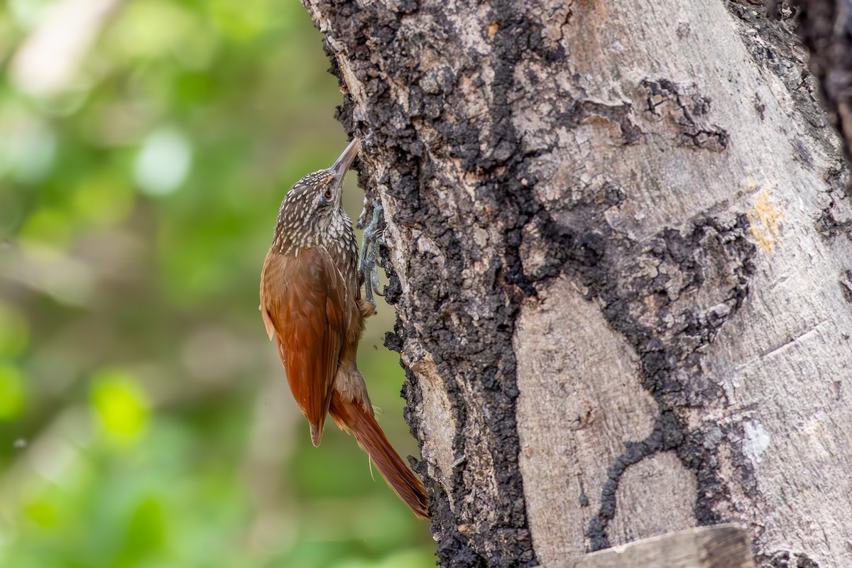 Straight-billed Woodcreeper - ML646851510
