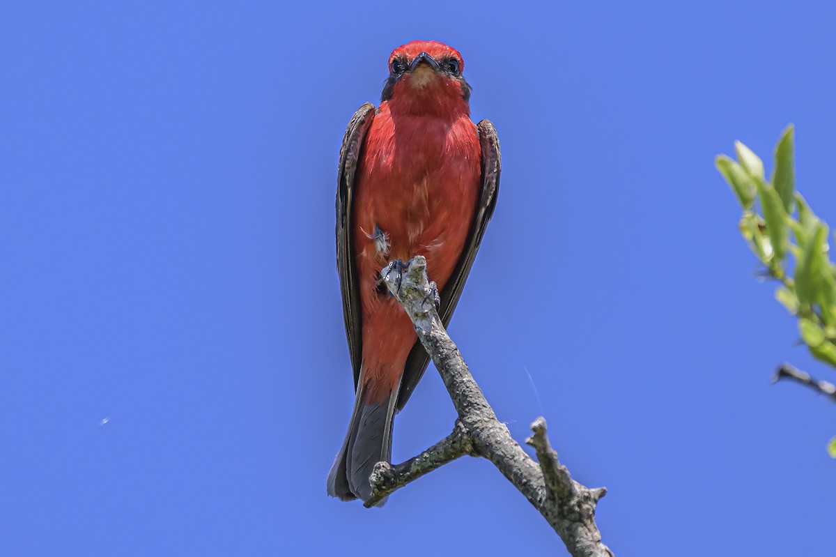 Vermilion Flycatcher - ML646851515