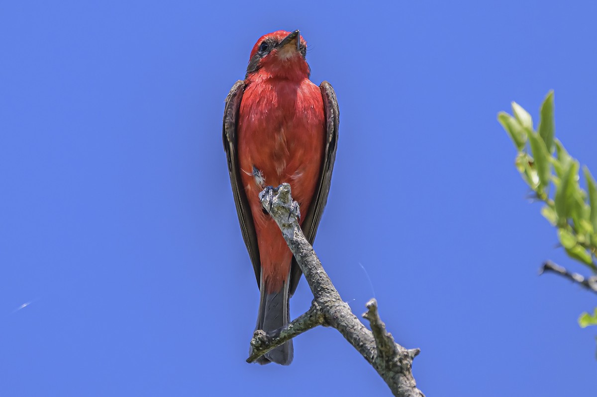 Vermilion Flycatcher - ML646851516
