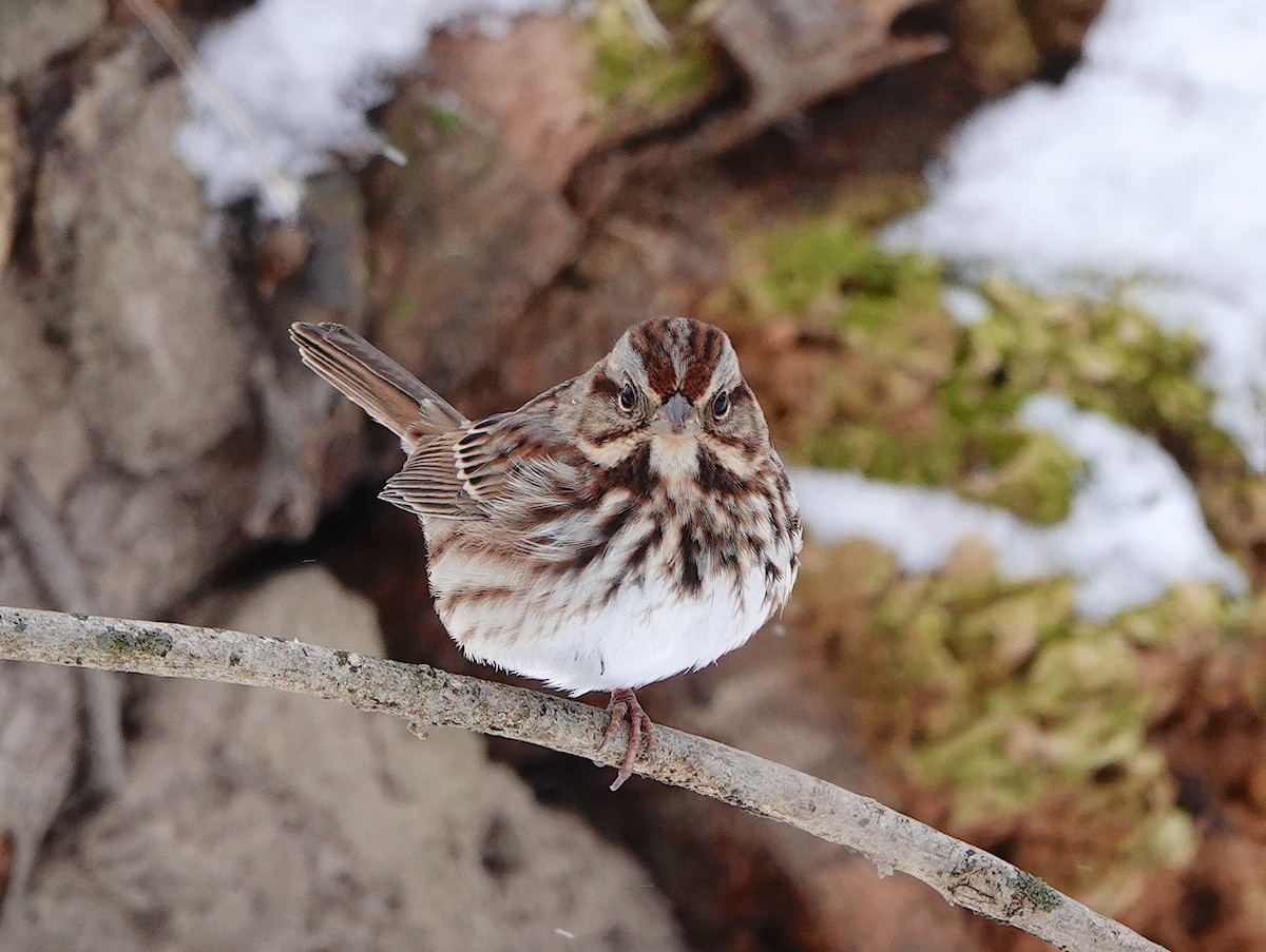 Song Sparrow - ML646851517