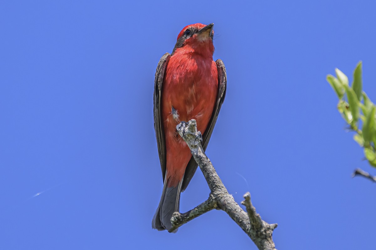 Vermilion Flycatcher - ML646851518