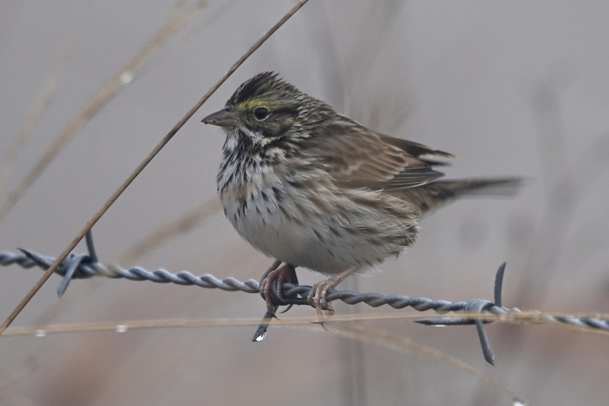 Savannah Sparrow - ML646851519