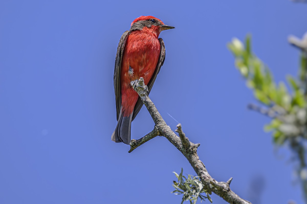 Vermilion Flycatcher - ML646851521