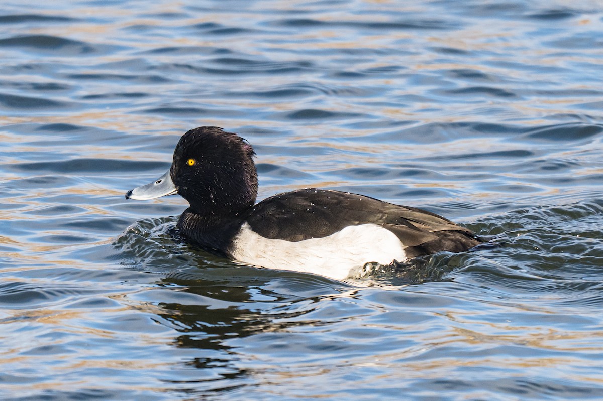 Murgilari mottoduna - ML646851522