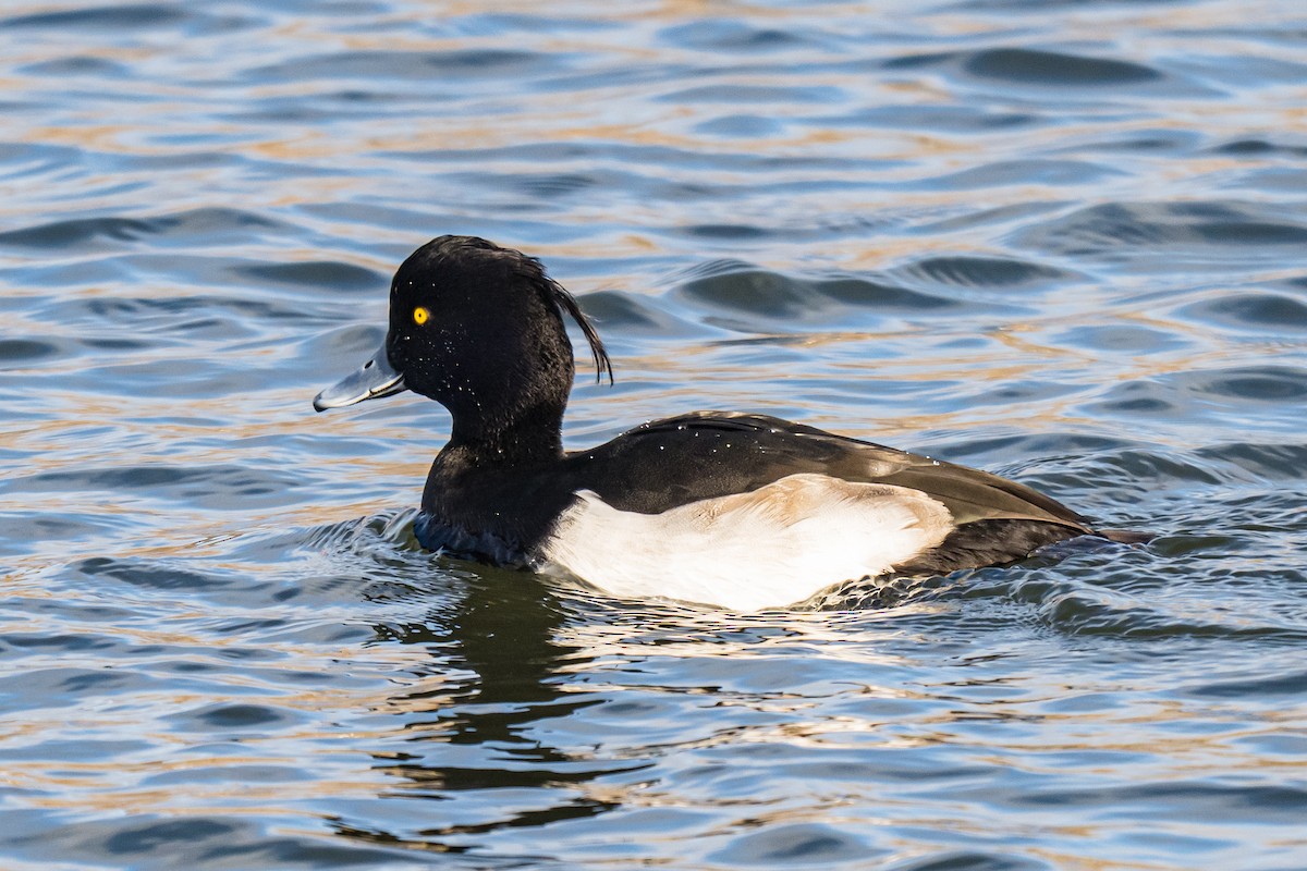 Murgilari mottoduna - ML646851523