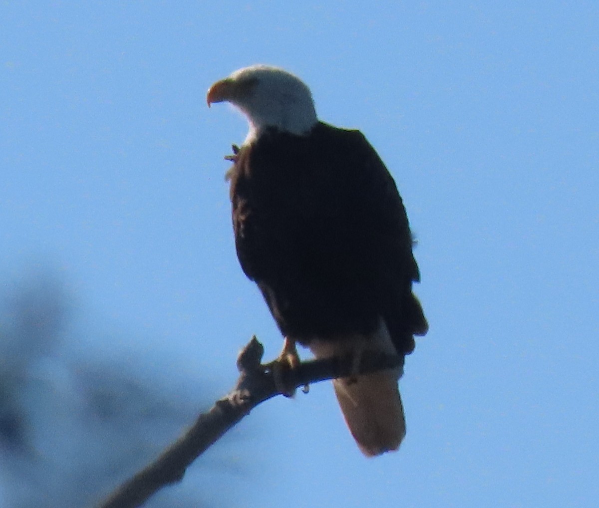 Itsas arrano buruzuria - ML646851524