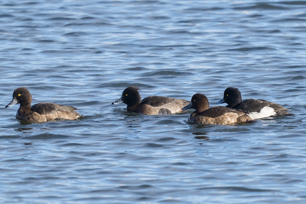 Murgilari mottoduna - ML646851525