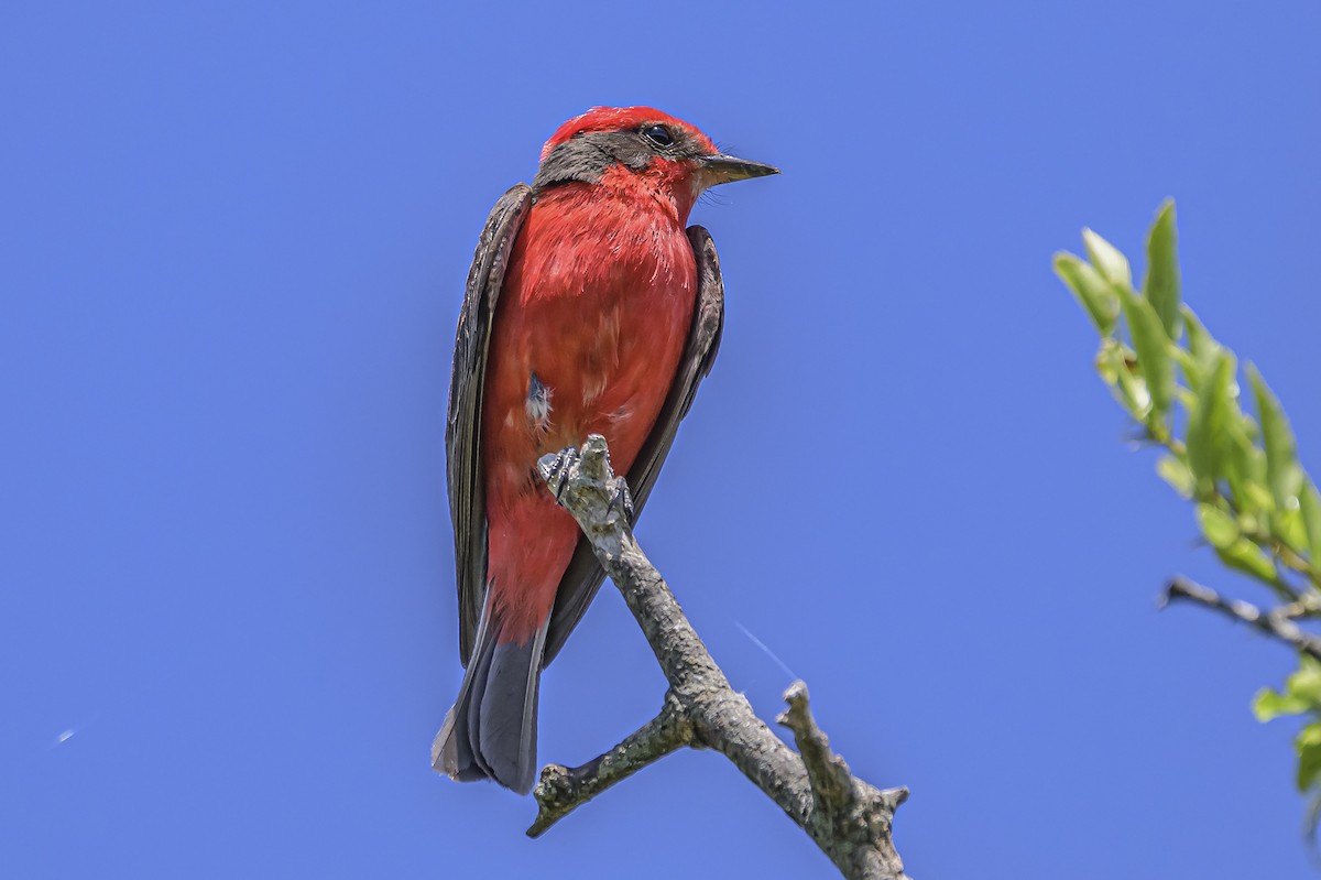 Vermilion Flycatcher - ML646851526