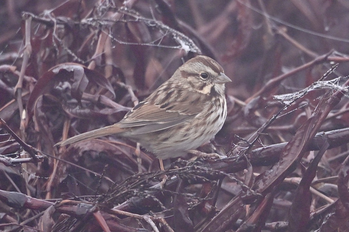 Song Sparrow - ML646851527