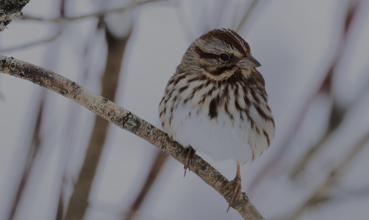 Song Sparrow - ML646851528