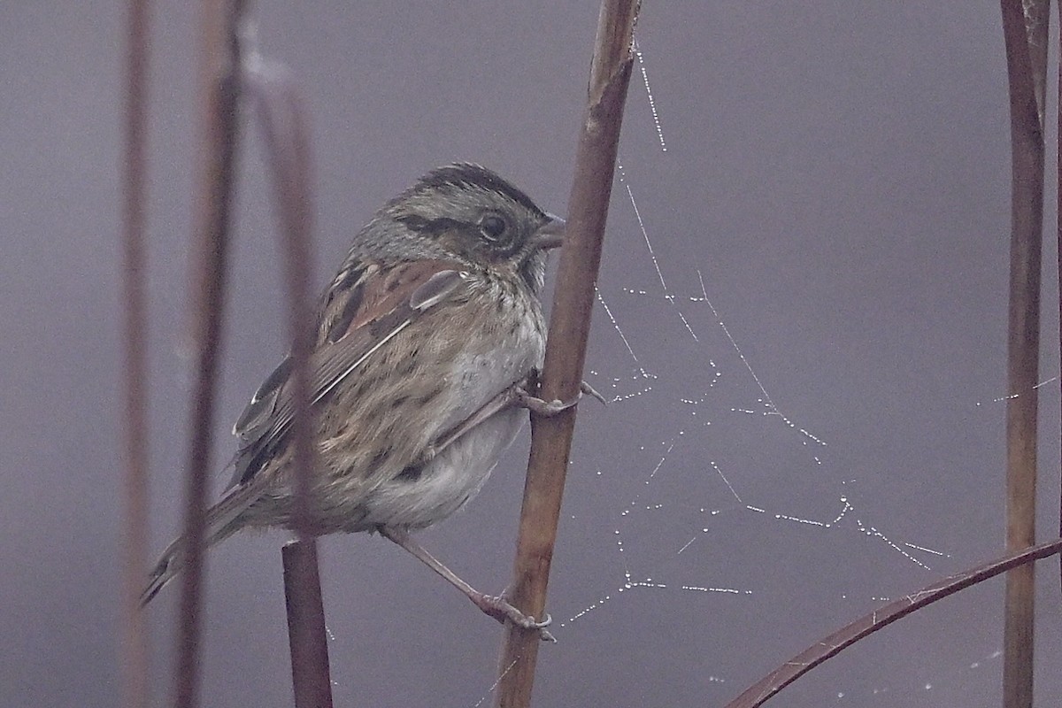 Swamp Sparrow - ML646851529