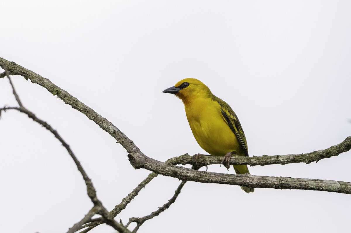 Orange Weaver - ML646851531