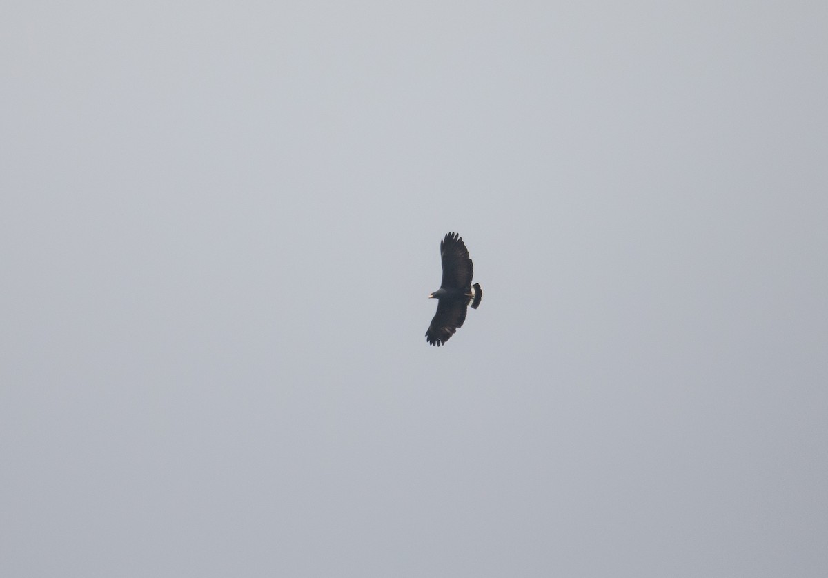 Common Black Hawk - ML646851532