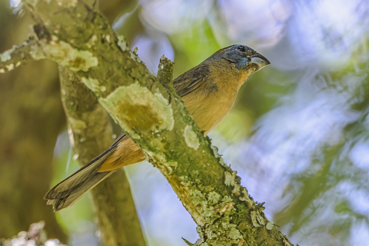Glaucous-blue Grosbeak - ML646851533
