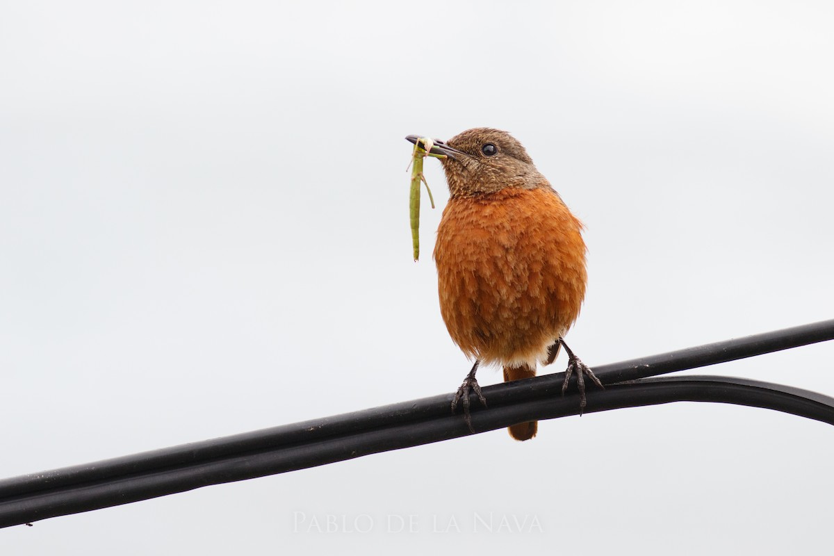 Klippenrötel - ML646851534