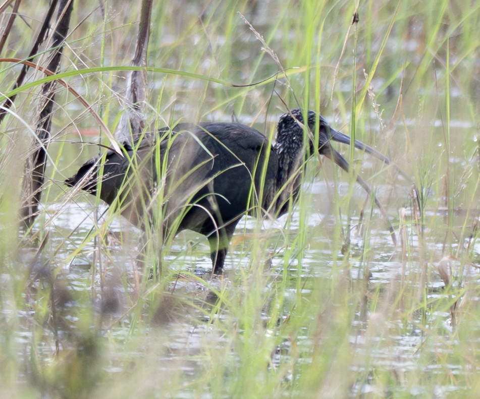 Beltzaran musuzuria - ML646851535