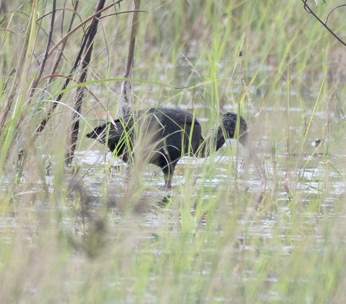 Beltzaran musuzuria - ML646851536