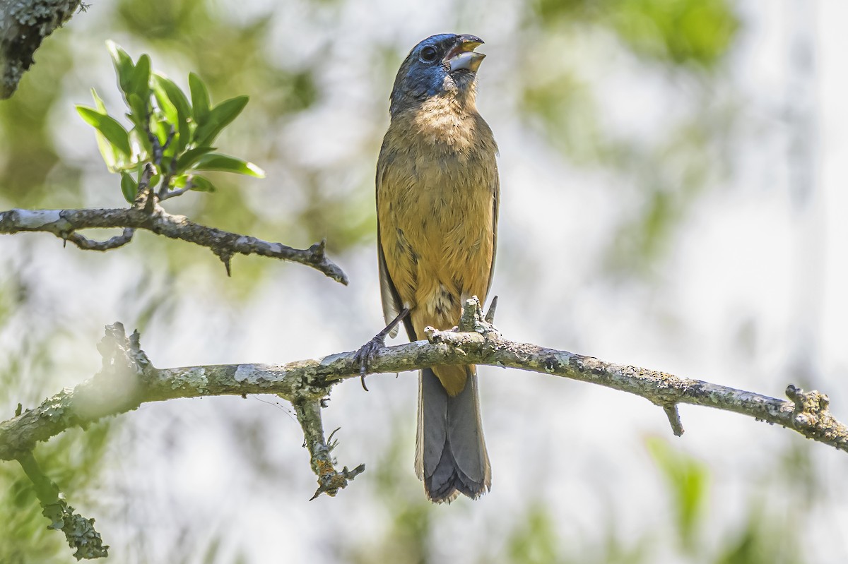 Glaucous-blue Grosbeak - ML646851540