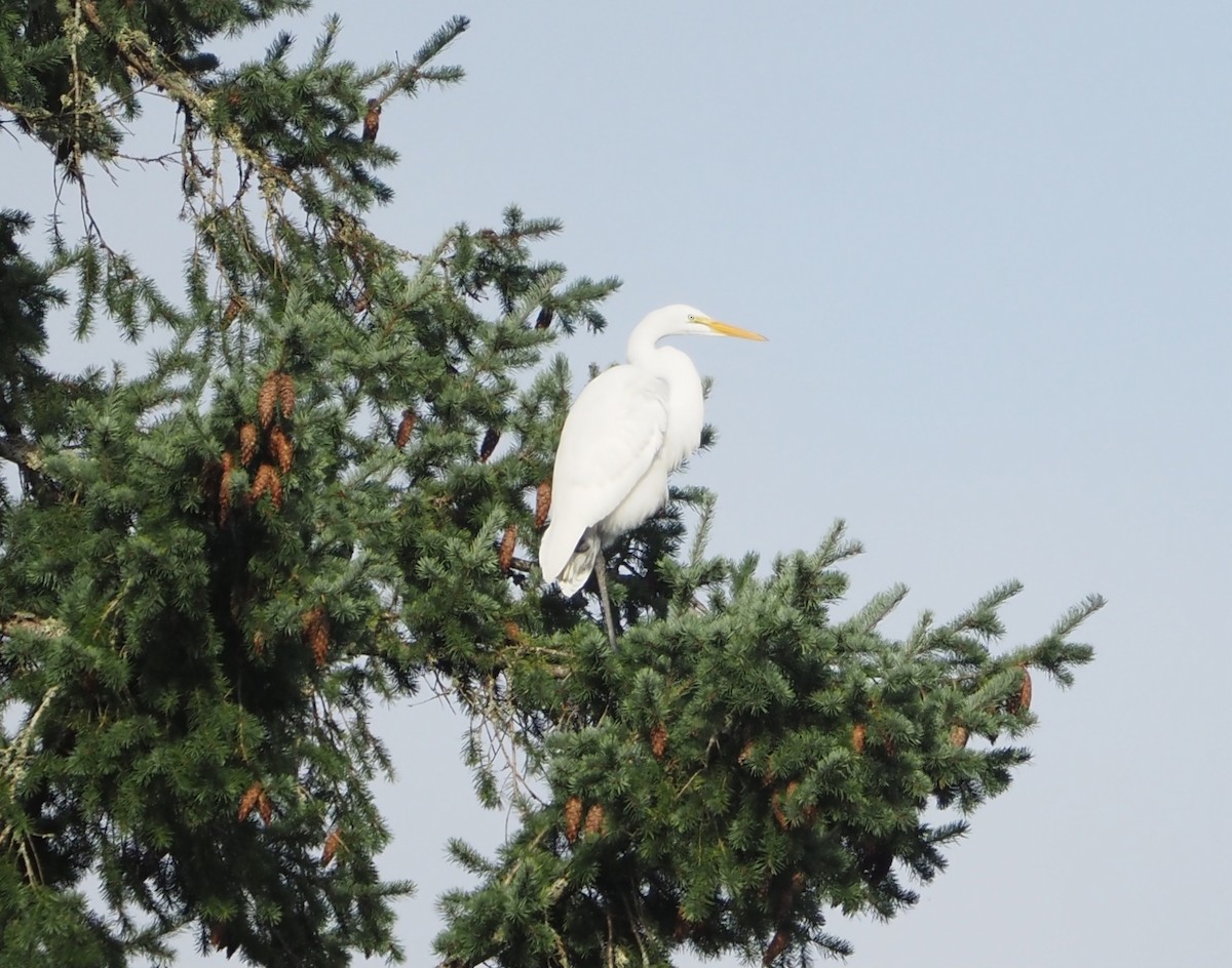 Great Egret - ML646851544