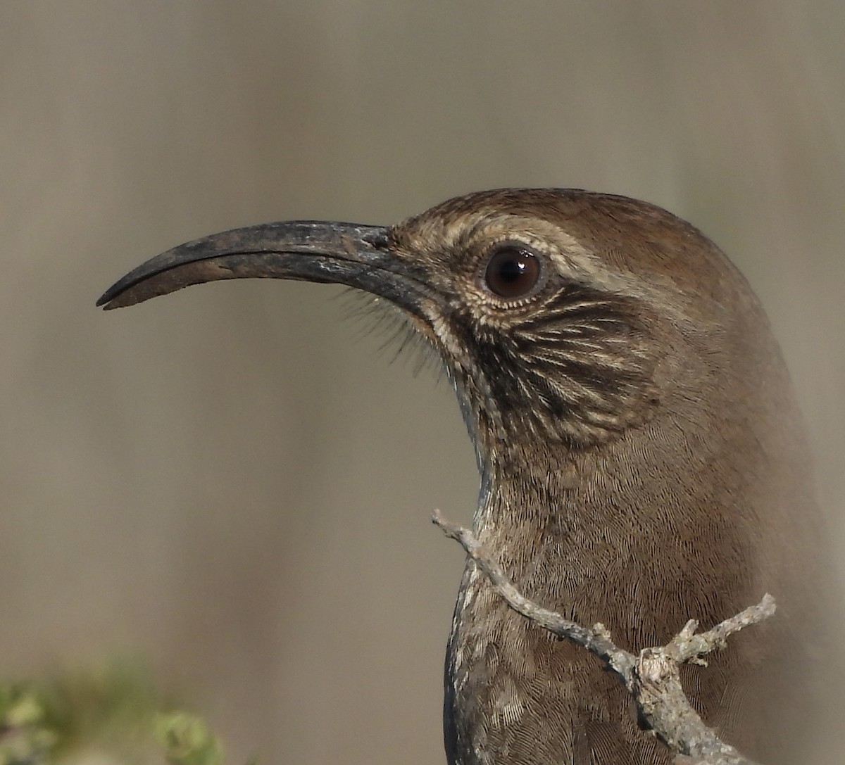 California Thrasher - ML646851545