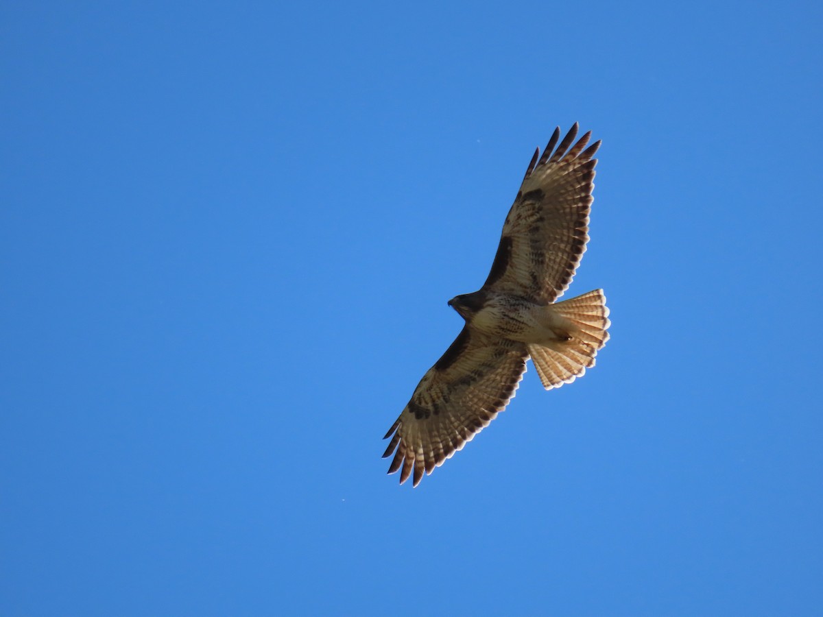 Red-tailed Hawk - ML646851549