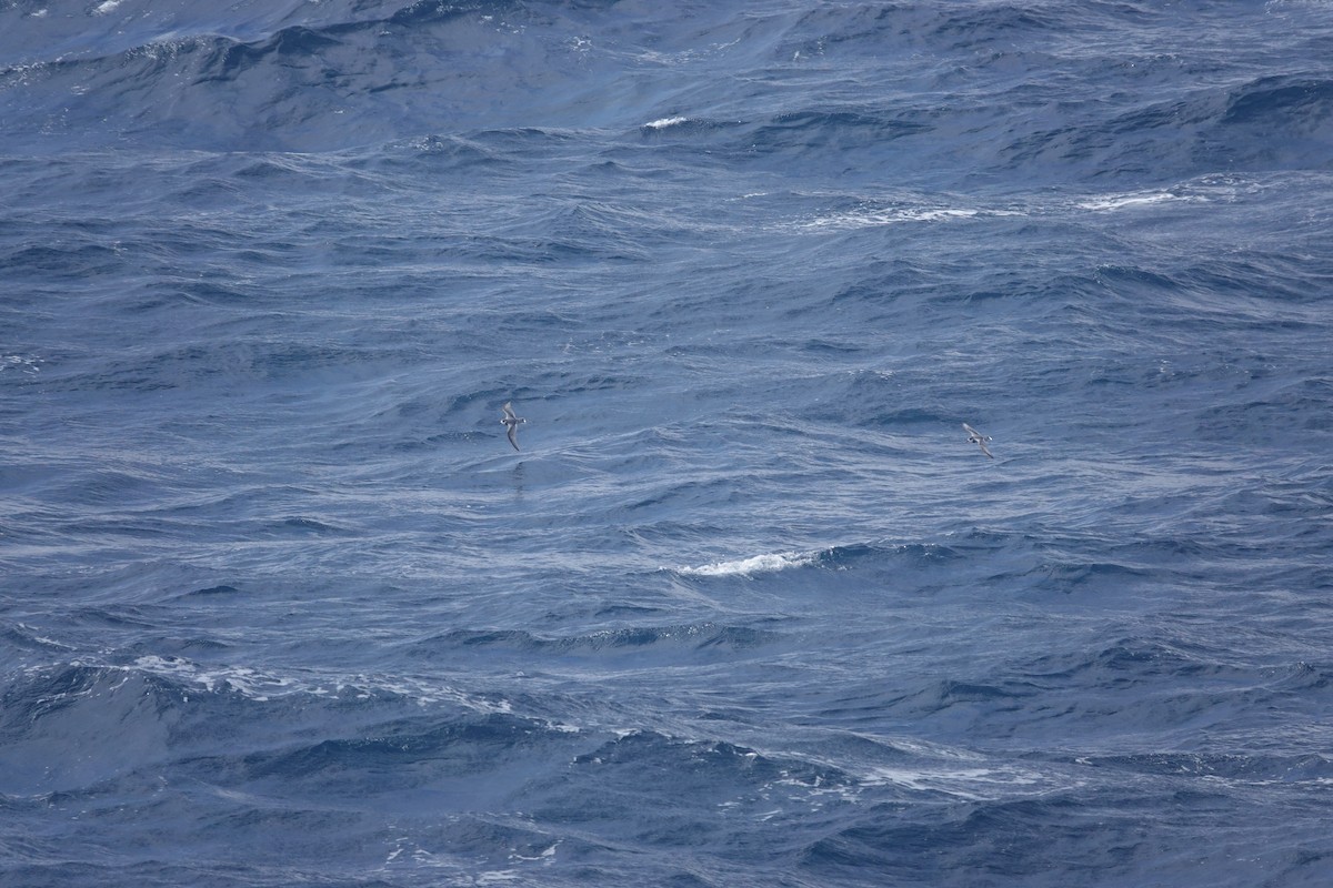 Ak Kuyruklu Priyon - ML646851550