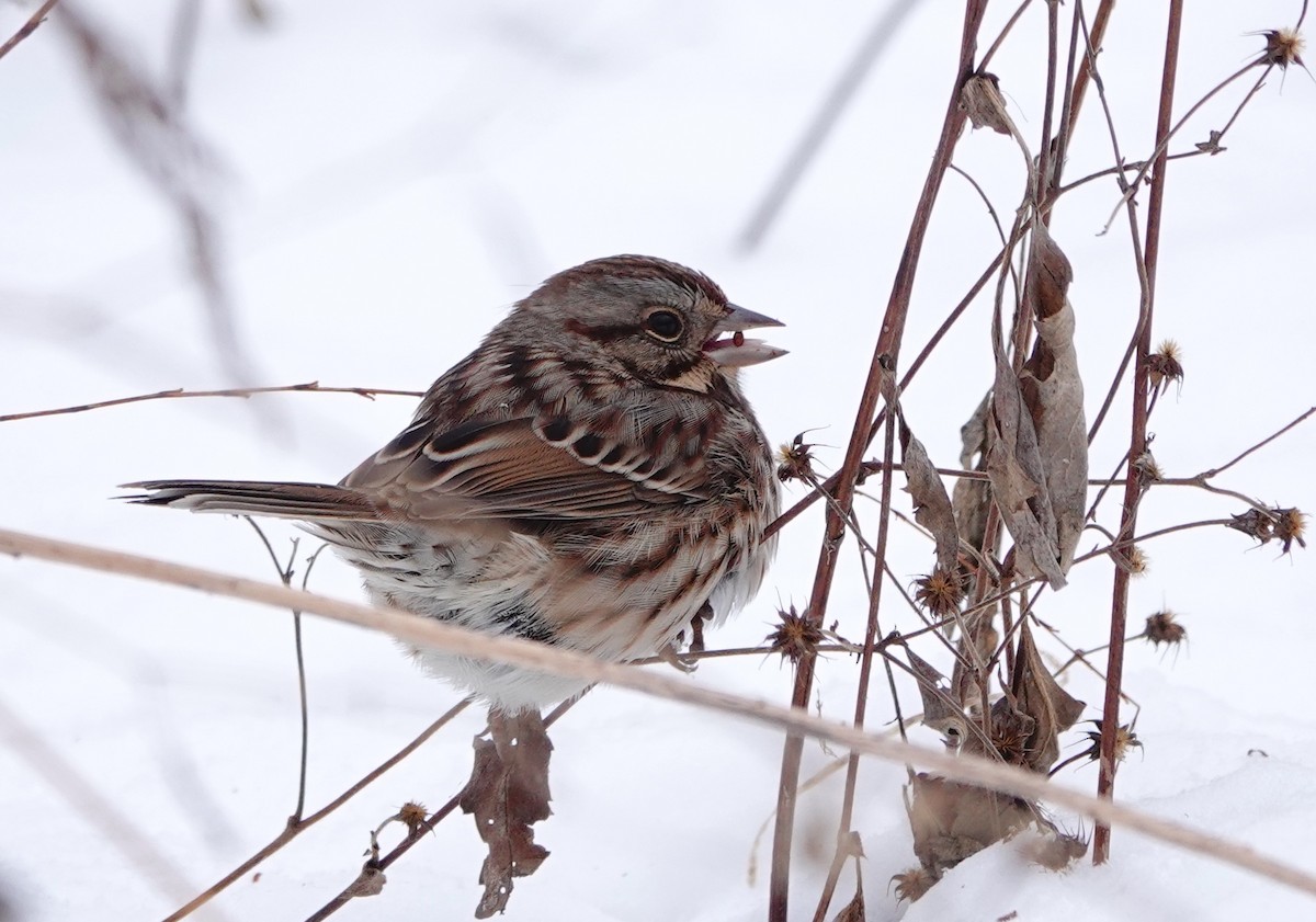 sangspurv - ML646851554