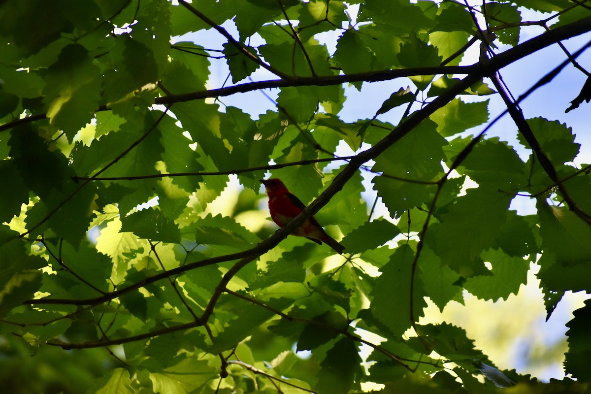 Scarlet Tanager - ML646851558