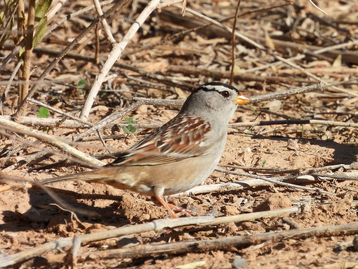 Porsuk Serçesi - ML646851560
