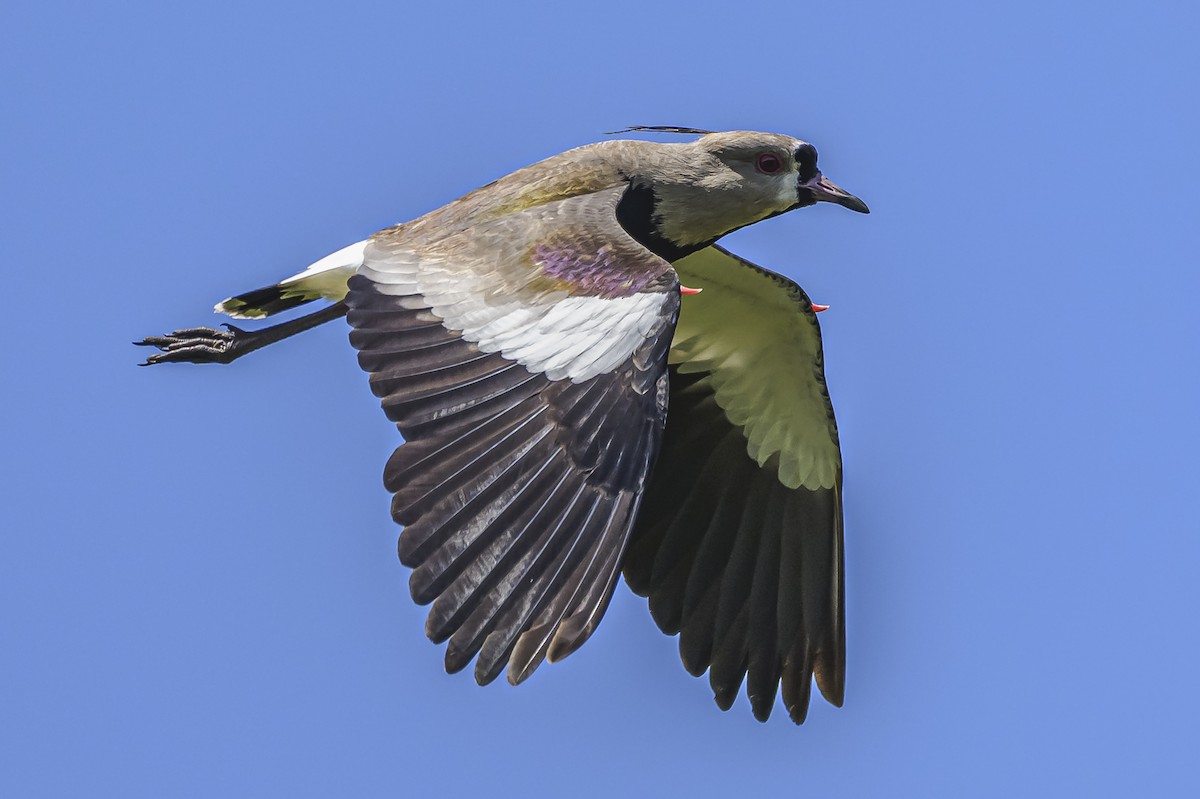 čejka jihoamerická - ML646851561