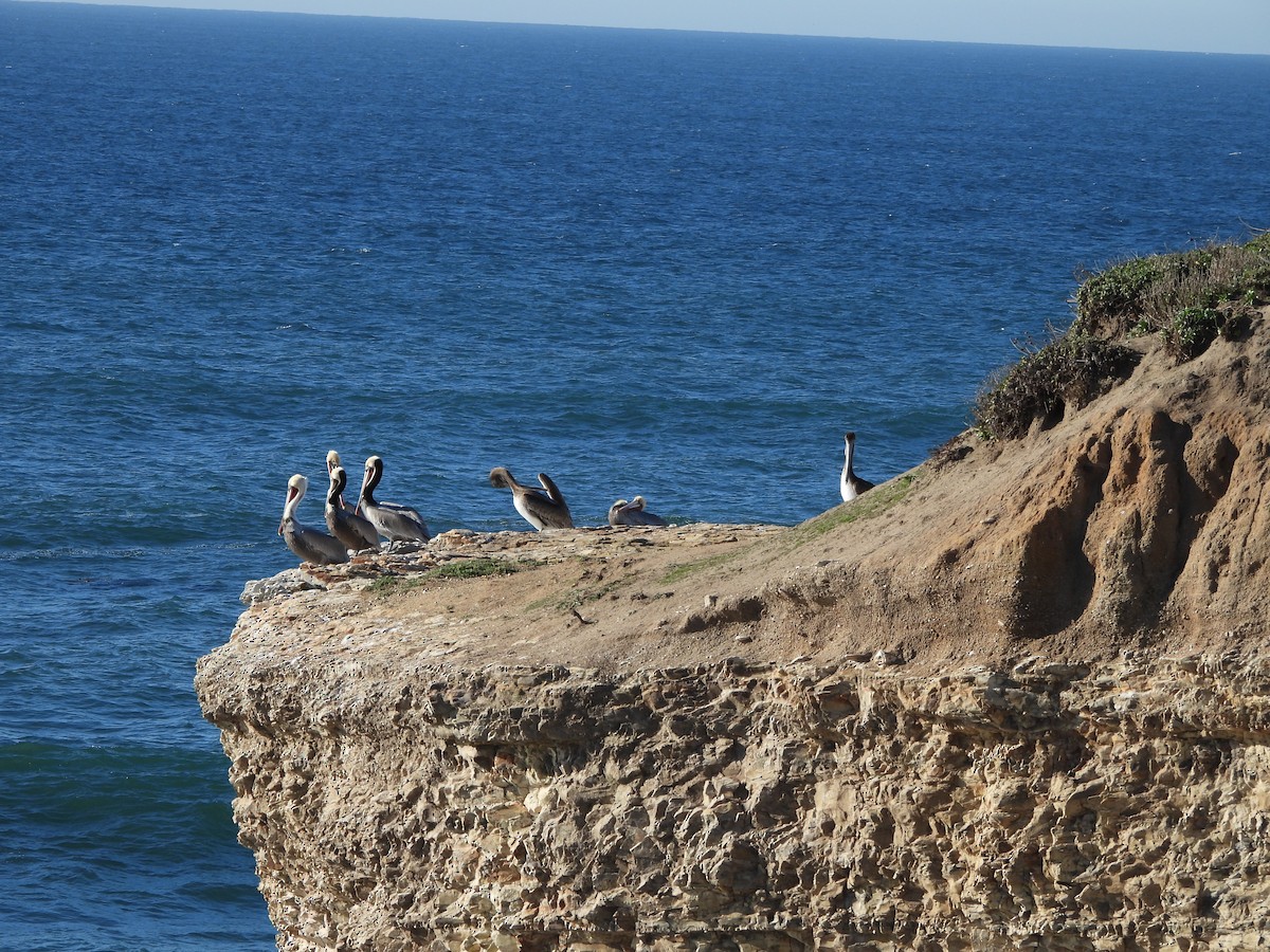 Brown Pelican - ML646851566