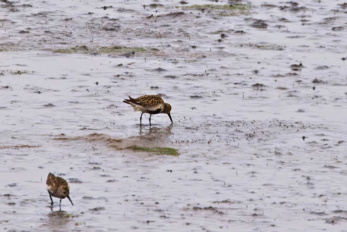 Чернозобик - ML646851576