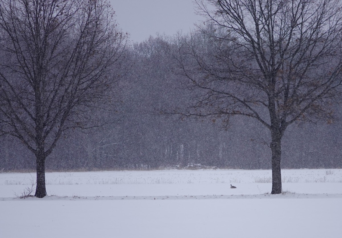 kanadagås - ML646851580