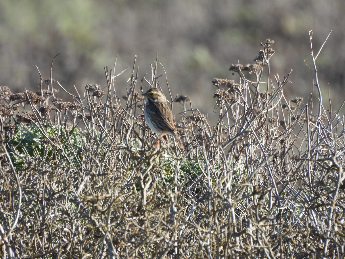 Savannah Sparrow - ML646851583