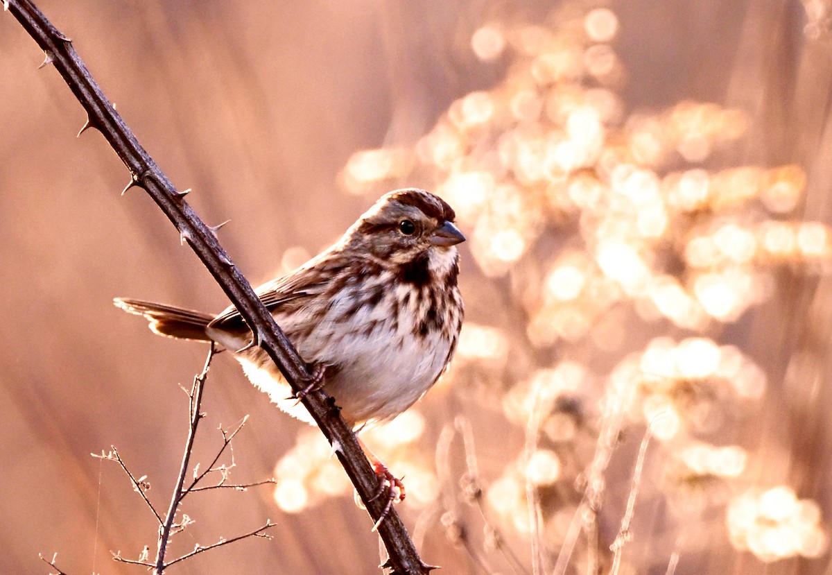 Singammer - ML646851587