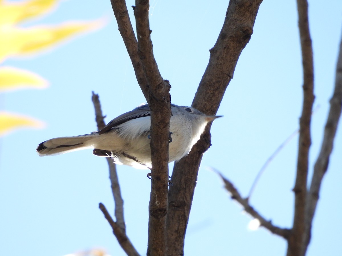 Blue-gray Gnatcatcher - ML646851589