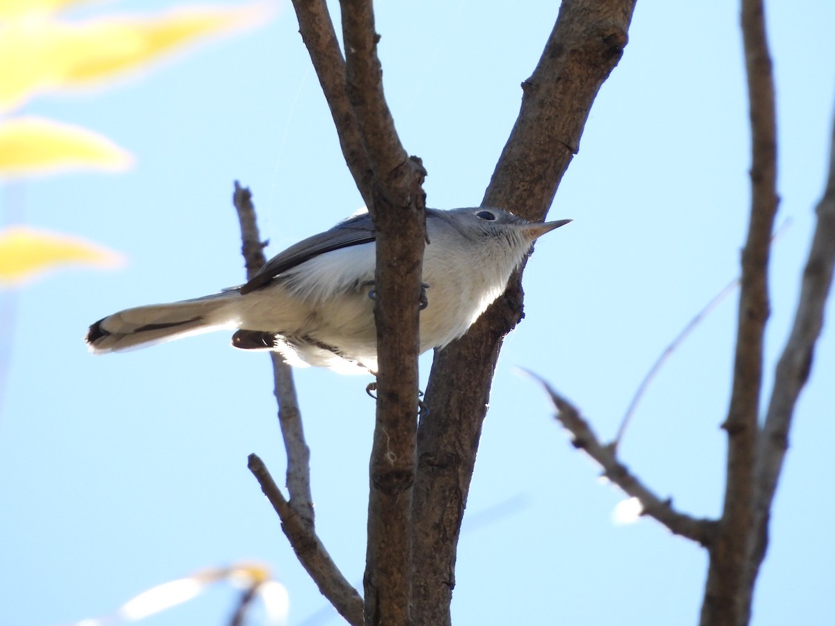 Blue-gray Gnatcatcher - ML646851590
