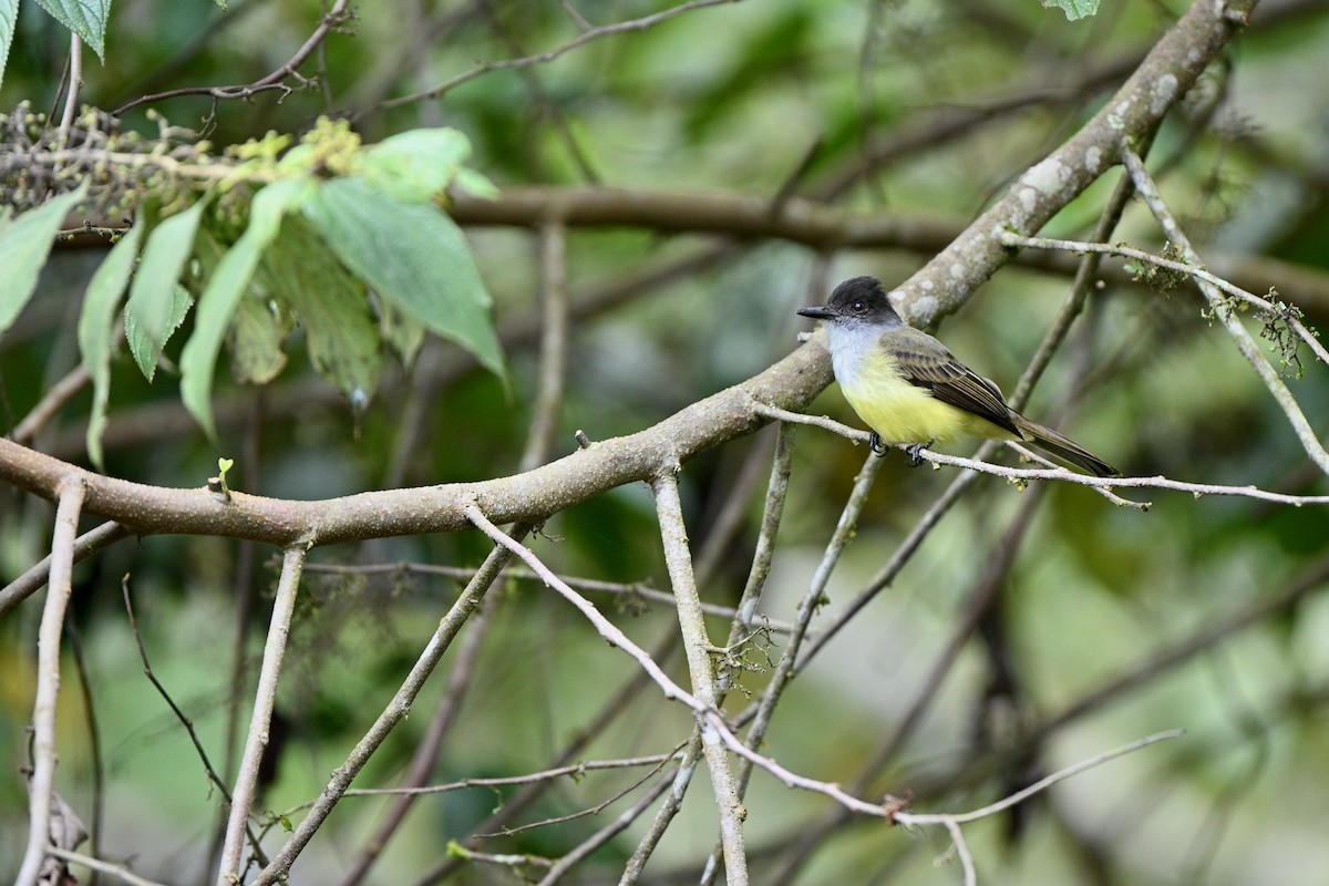Dusky-capped Flycatcher - ML646851592