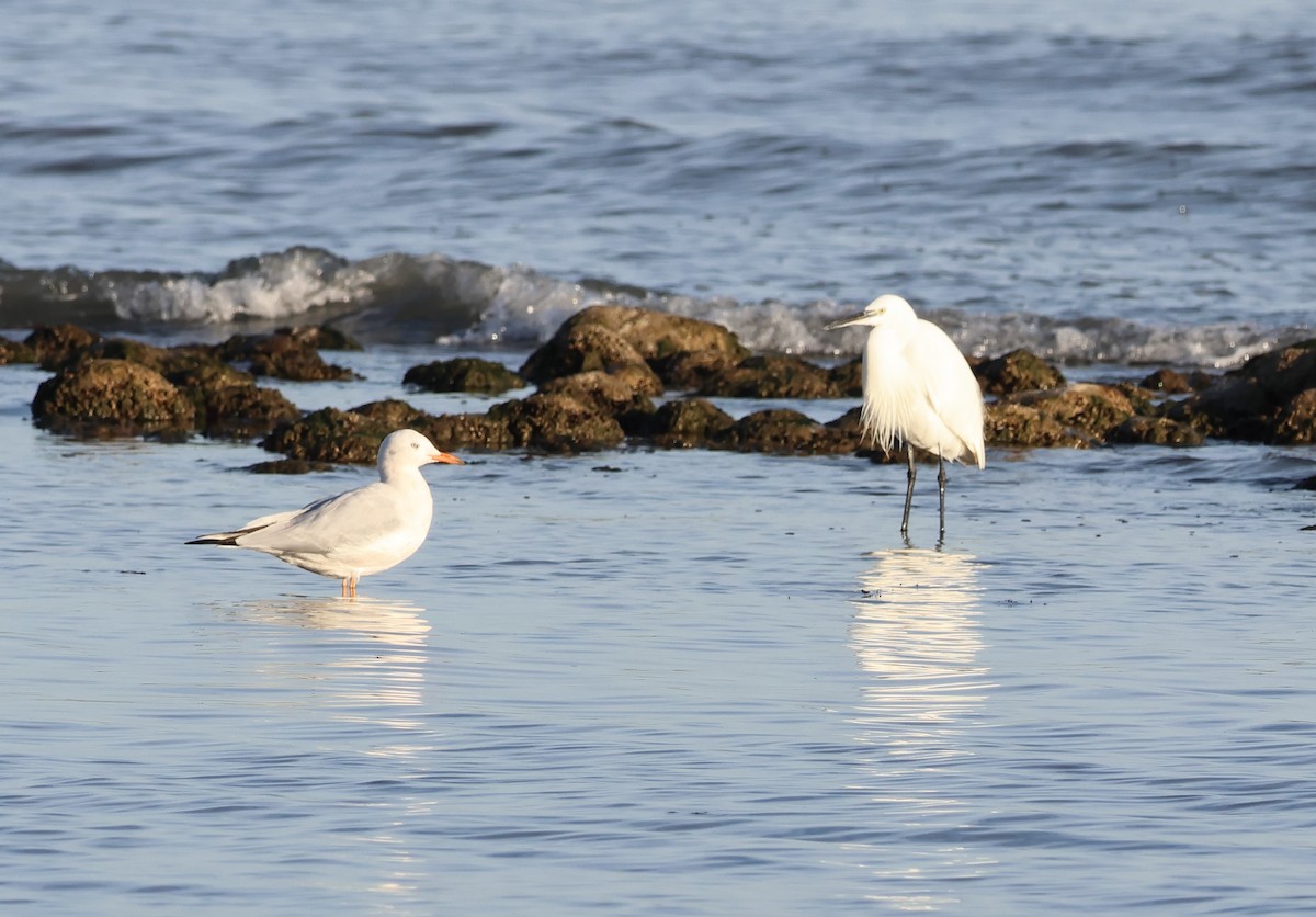 Slender-billed Gull - ML646851593